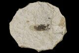 Fossil March Fly (Plecia) - Green River Formation #154495-1